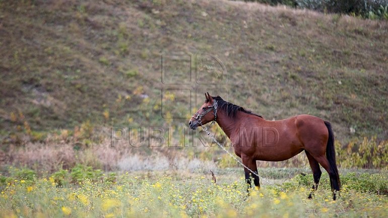 Moldova to start importing horse meat from Azerbaijan 