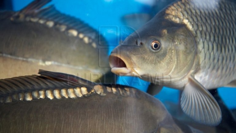 Fish vendors at main bazaar in Chisinau, raided