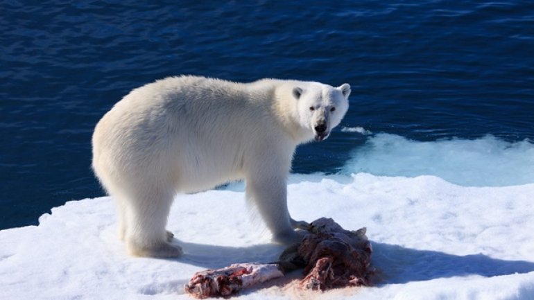 1/3 of polar bears will disappear, as global warming melts their ice platforms