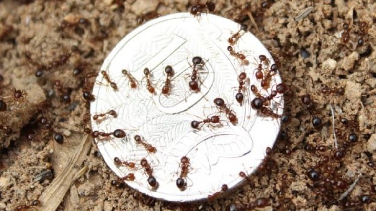 Report: Fire ants could become Australia's worst pest