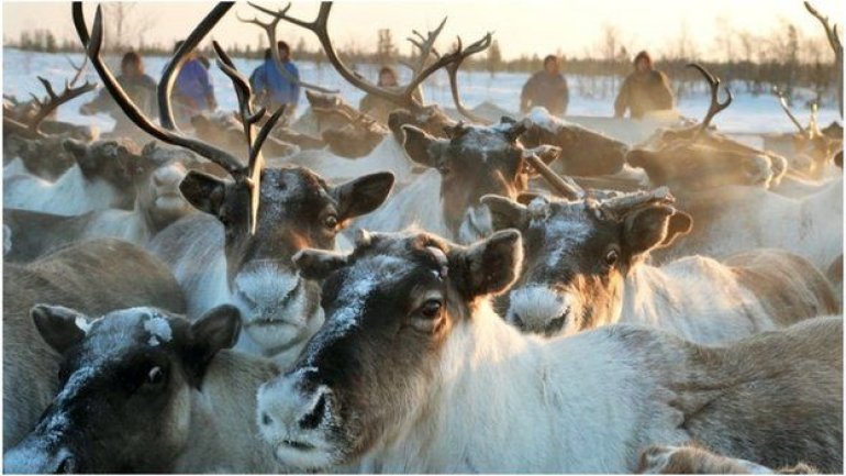 Research: World's largest reindeer herd drops in number