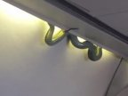 Snake on plane cancels Emirates flight to Dubai