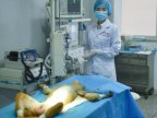 Chinese scientists implant 3-D printed blood vessels into monkeys