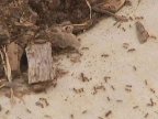 Queensland battles against an invasion of red fire ants (VIDEO)