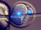 Researchers: New fertility procedure may lead to embryo farming