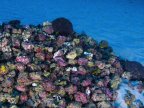 First images of unique Brazilian coral reef at mouth of Amazon