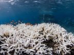 Report: Almost 75% of Japan biggest coral reef dead from bleaching