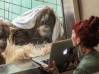 Tinder for orangutans: Dutch zoo to let female choose mate on a tablet