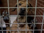 Head of Spanish animal shelter jailed for killing healthy cats and dogs