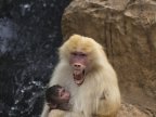 Scientists hear voice of ancient humans in baboon calls