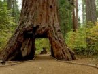 Pioneer Cabin Tree in California felled by storms