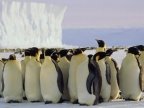 Hungry penguins help keep car code safe