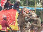 One of world's oldest elephants dies in India