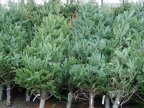 Moldovans urged to collect Christmas trees for recycling 