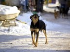 Stray dogs invade northern town of Balti