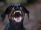 Dog bites mistress' face, after she punished him