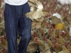 Guangzhou to halt poultry trade for three days during Jan-March