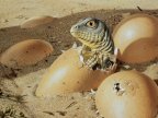 NEW THEORY: Dinosaurs may have gone extinct because it took them too long to hatch