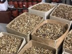 Moldovan law-enforcers catch up nut-kernel smugglers