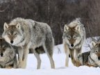 Government of France plans to rise wolf population by nearly 40%