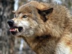 Wolves tear apart dozens of sheep in north of country