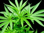 Medical marijuana bill gets full endorsement from German parliament 