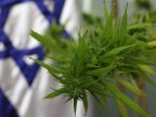 Is it kosher? Israel makes first step to decriminalize marijuana usage