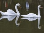 Dniester river, shelter for hundreds of swans 