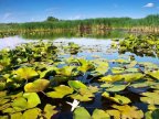 Natural reservation in Moldova, likely to become part of world heritage