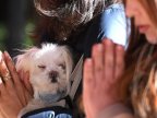 Japanese shrine blesses dogs to have luck in new year