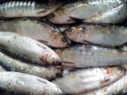 Experts' advice on how to avoid fish poisoning 