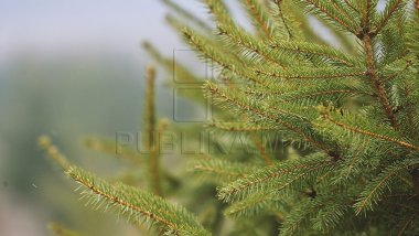 How to make a Christmas tree last longer