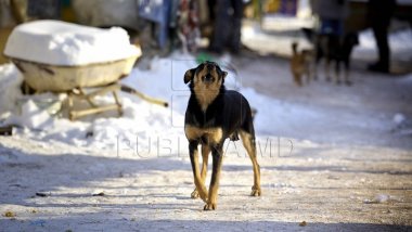 Chisinau to place cages for animals without owners on Uzinelor street
