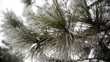 WEATHER FORECAST FOR FOLLOWING DAYS: Frosty night with temperature reaching -18 degrees