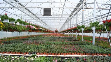 Family from Truseni village turns passion into profitable business