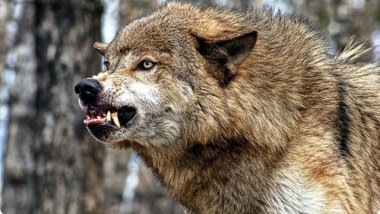 Wolves tear apart dozens of sheep in north of country