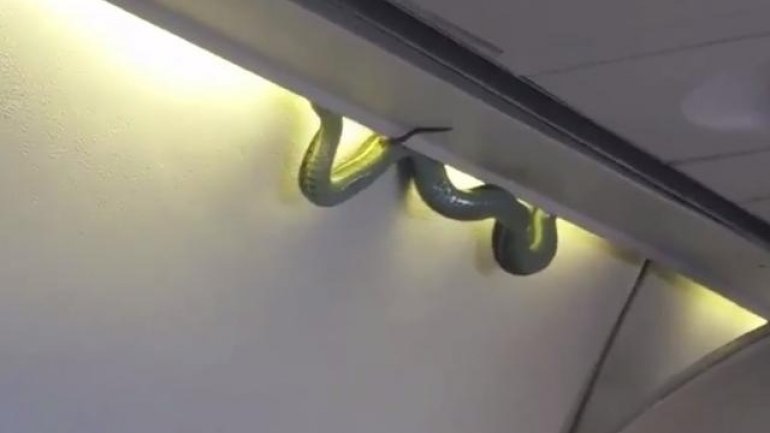 Snake on plane cancels Emirates flight to Dubai