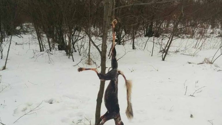 Hunters from Donduseni kill foxes and make fun of them (PHOTO 18+)