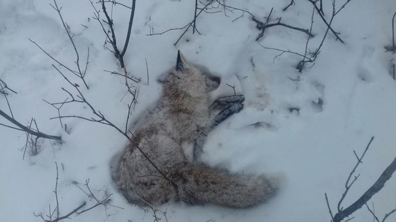 Hunters from Donduseni kill foxes and make fun of them (PHOTO 18+)