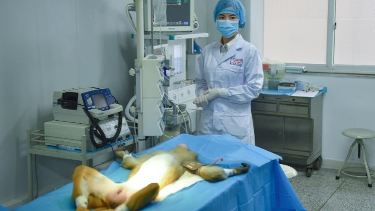 Chinese scientists implant 3-D printed blood vessels into monkeys