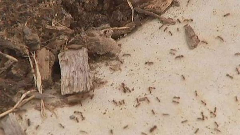 Queensland battles against an invasion of red fire ants (VIDEO)