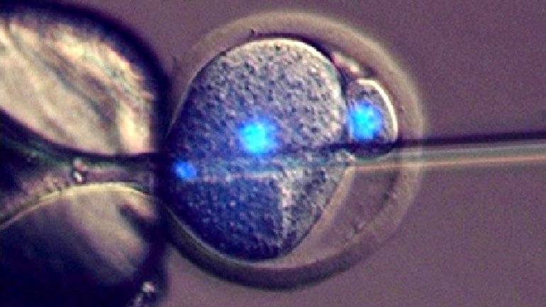 Researchers: New fertility procedure may lead to embryo farming