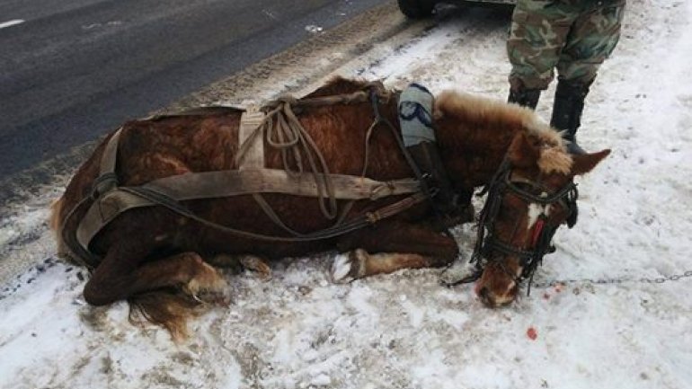 BOUNDLESS CRUELTY. Horse brutally murdered by his owner (PHOTO)