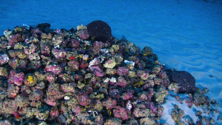 First images of unique Brazilian coral reef at mouth of Amazon