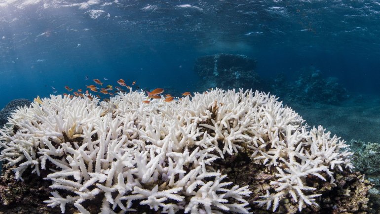 Report: Almost 75% of Japan biggest coral reef dead from bleaching