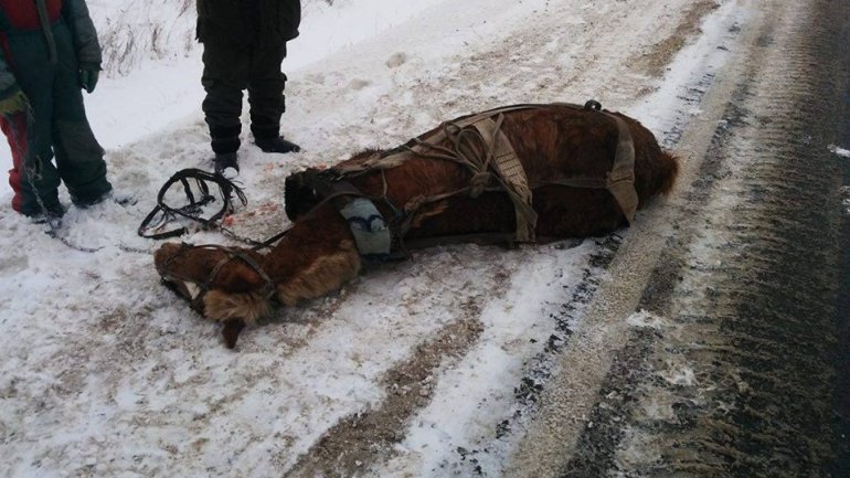 BOUNDLESS CRUELTY. Horse brutally murdered by his owner (PHOTO)