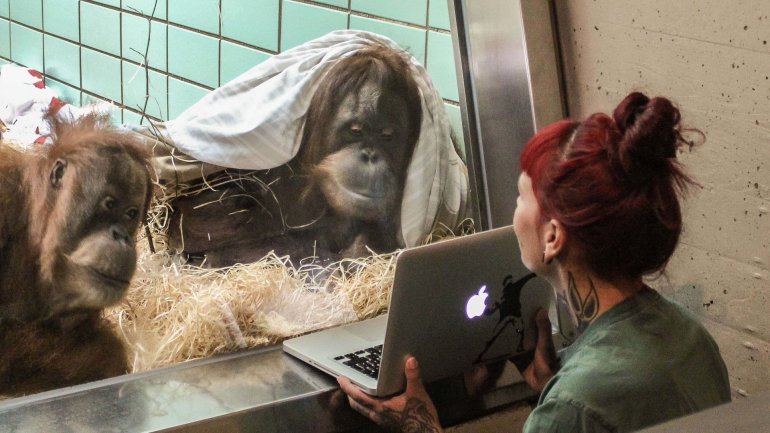 Tinder for orangutans: Dutch zoo to let female choose mate on a tablet