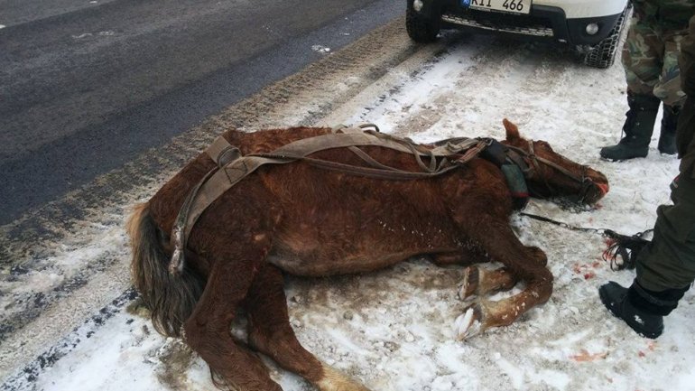 BOUNDLESS CRUELTY. Horse brutally murdered by his owner (PHOTO)