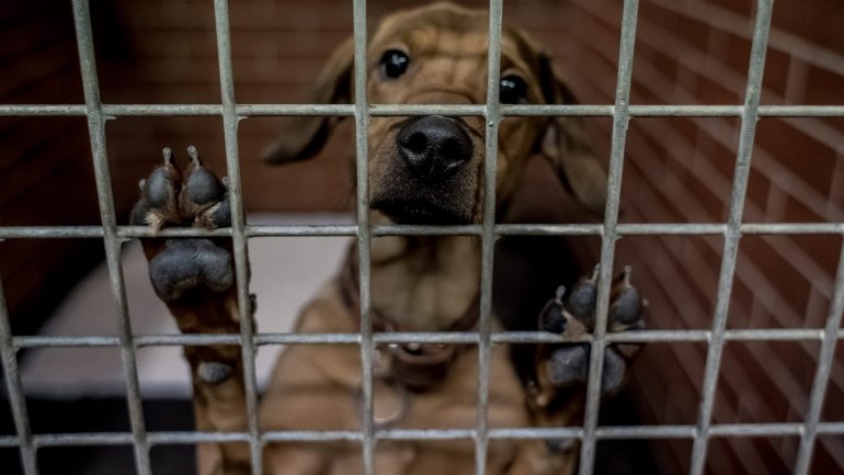 Head of Spanish animal shelter jailed for killing healthy cats and dogs