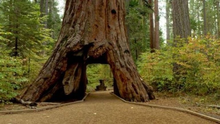 Pioneer Cabin Tree in California felled by storms